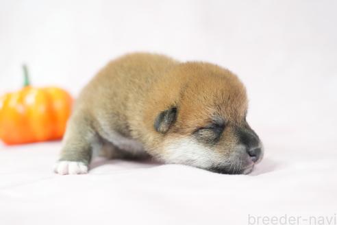 販売中の群馬県の柴犬-393578の8枚目