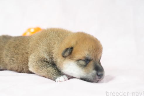 販売中の群馬県の柴犬-393578の7枚目