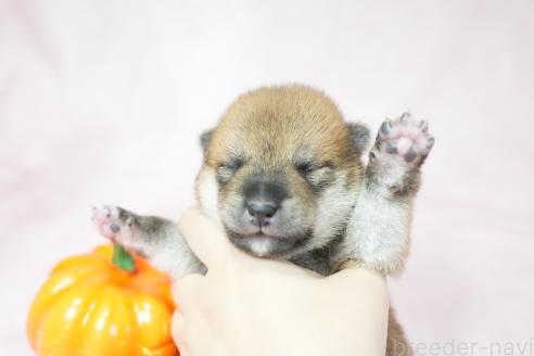 販売中の群馬県の柴犬-393578の6枚目