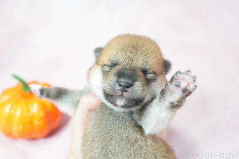 販売中の群馬県の柴犬-393578の5枚目