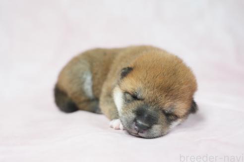 販売中の群馬県の柴犬-393579の4枚目