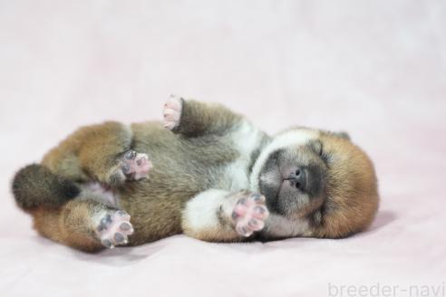 販売中の群馬県の柴犬-393579の3枚目