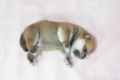 販売中の群馬県の柴犬-393579の2枚目