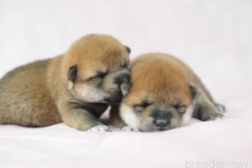 販売中の群馬県の柴犬-393578の4枚目