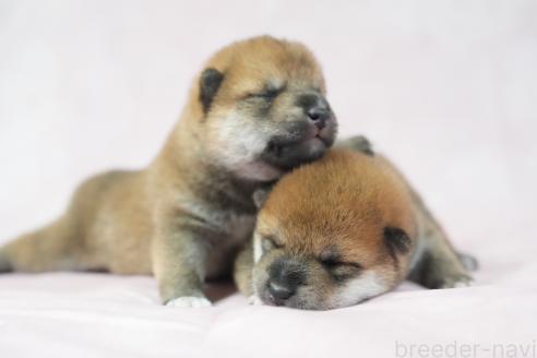 販売中の群馬県の柴犬-393578の3枚目
