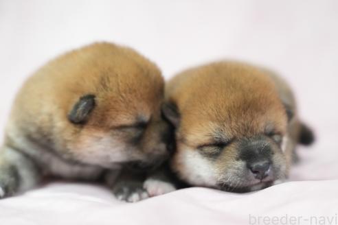 販売中の群馬県の柴犬-393578の2枚目