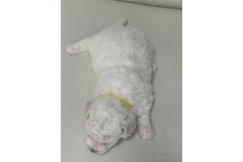 販売中の滋賀県のビションフリーゼ-392276の6枚目