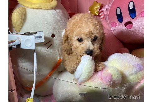 販売中の富山県のトイプードル-390282