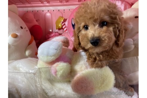 販売中の富山県のトイプードル-390267