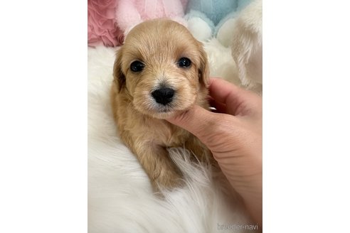 販売中の香川県のダップー:ミニチュアダックスフンド×トイプードル-393520の2枚目