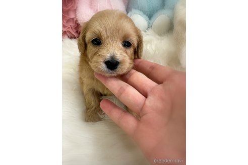 販売中の香川県のダップー:ミニチュアダックスフンド×トイプードル-393520の3枚目