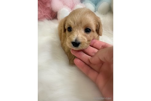 販売中の香川県のダップー:ミニチュアダックスフンド×トイプードル-393520の4枚目