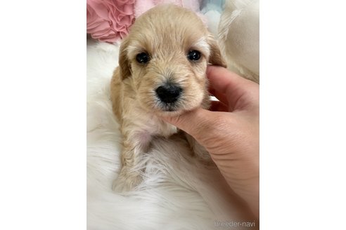 販売中の香川県のダップー:ミニチュアダックスフンド×トイプードル-393526の3枚目