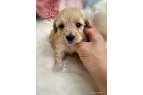 販売中の香川県のダップー:ミニチュアダックスフンド×トイプードル-393526の5枚目