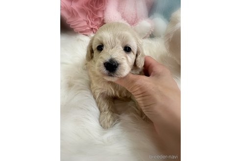 販売中の香川県のダップー:ミニチュアダックスフンド×トイプードル-393552の2枚目