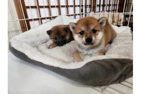 成約済の熊本県の豆柴-392112の4枚目