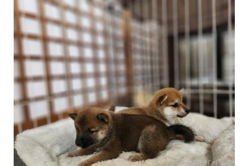 成約済の熊本県の豆柴-392112の2枚目