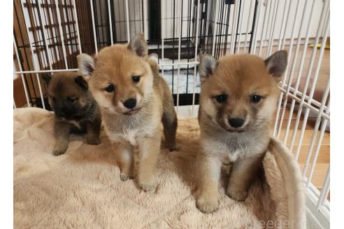 販売中の熊本県の豆柴-390578の6枚目