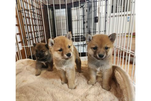 販売中の熊本県の豆柴-390578の3枚目