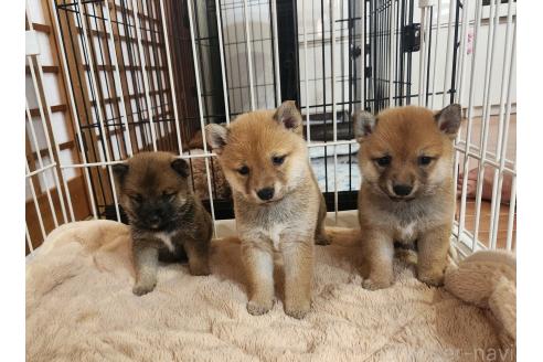 販売中の熊本県の豆柴-390578の2枚目