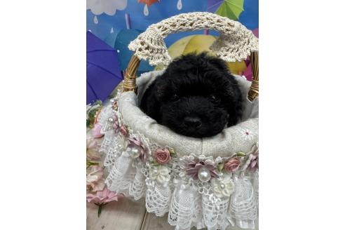 販売中の広島県のトイプードル-392346の4枚目