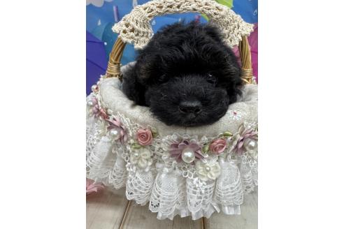 販売中ののトイプードル-392346