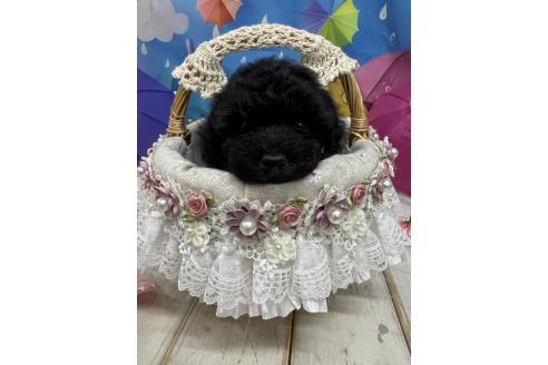 販売中の広島県のトイプードル-392346の3枚目