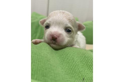 販売中の滋賀県のチワマル:チワワ×マルチーズ-393476の4枚目