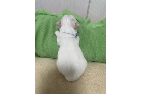 販売中の滋賀県のチワマル:チワワ×マルチーズ-393476の2枚目