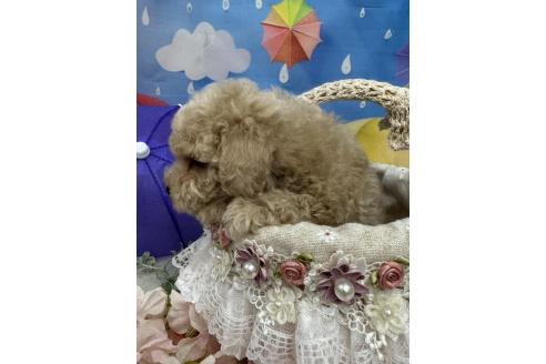 販売中の広島県のトイプードル-393477の5枚目