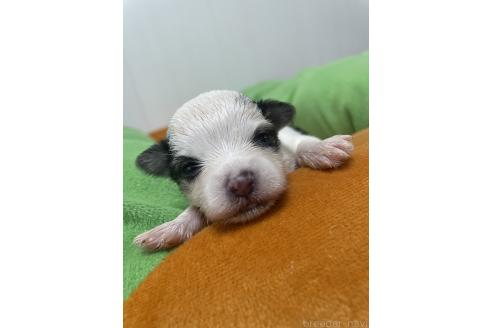 販売中の滋賀県のチワマル:チワワ×マルチーズ-393478の5枚目