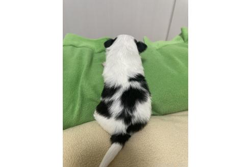 販売中の滋賀県のチワマル:チワワ×マルチーズ-393478の2枚目