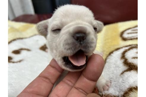 販売中の岡山県のフレンチブルドッグ-393583の4枚目