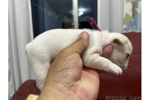 販売中の岡山県のフレンチブルドッグ-393583の3枚目