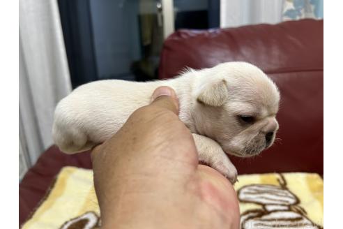 販売中の岡山県のフレンチブルドッグ-393584の2枚目