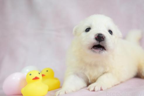 販売中の群馬県のサモエド-393586の4枚目