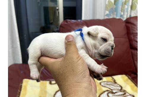 販売中の岡山県のフレンチブルドッグ-393585の3枚目