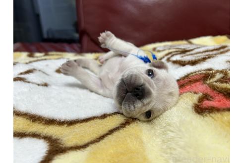 販売中の岡山県のフレンチブルドッグ-393585の2枚目