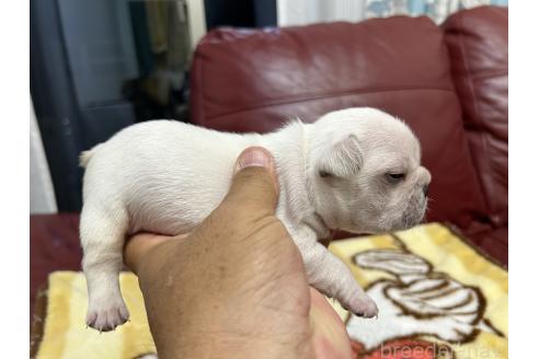 販売中の岡山県のフレンチブルドッグ-393587の2枚目