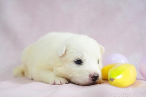 販売中の群馬県のサモエド-393589の6枚目