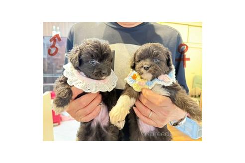 販売中の愛知県のチワプー:チワワ×トイプードル-393590の1枚目