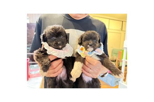販売中の愛知県のチワプー:チワワ×トイプードル-393590の4枚目