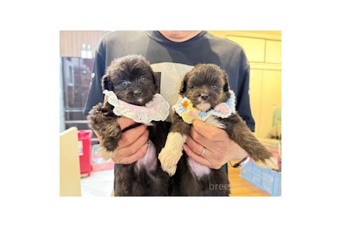 販売中の愛知県のチワプー:チワワ×トイプードル-393590の3枚目