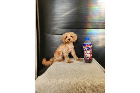 販売中の茨城県のミックス犬-393613の3枚目