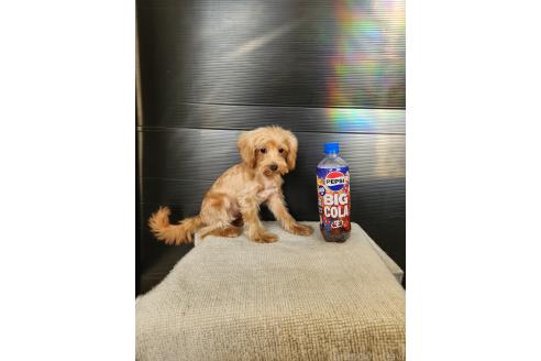 販売中の茨城県のミックス犬-393613の2枚目
