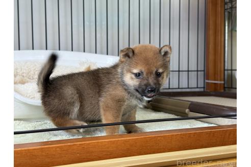 販売中の岡山県の豆柴-393614の4枚目