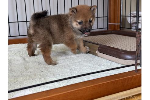 販売中の岡山県の豆柴-393614の2枚目
