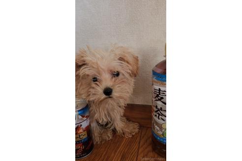 販売中の茨城県のミックス犬-393617の2枚目