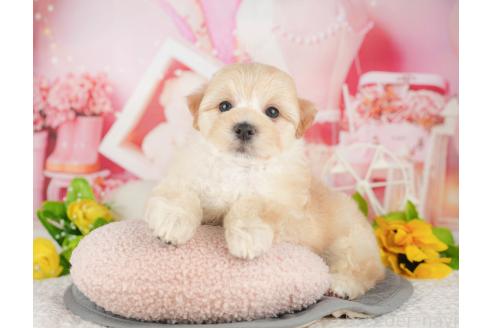 販売中の千葉県のマルプー:マルチーズ×トイプードル-393620の11枚目