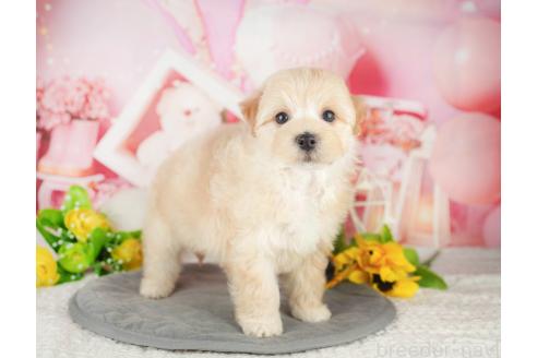 販売中の千葉県のマルプー:マルチーズ×トイプードル-393620の10枚目